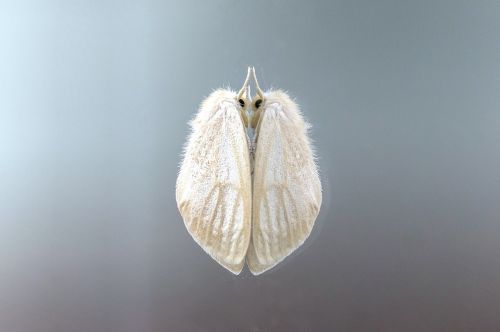 moth insect reflection