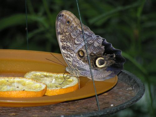moth butterfly orange slices