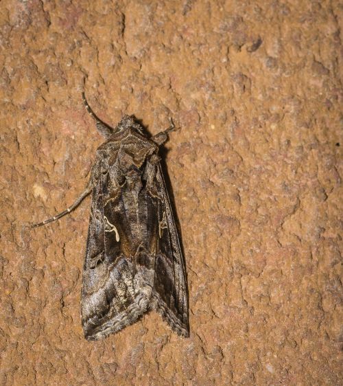 moth lepidoptera night