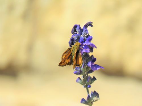 moth rust brown