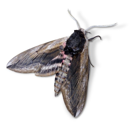 moth  night butterfly  agrius convolvuli