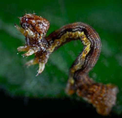 moth  caterpillar  macro