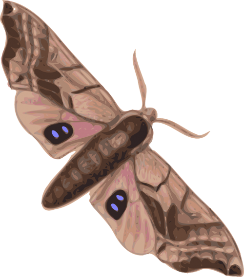 moth insect animal
