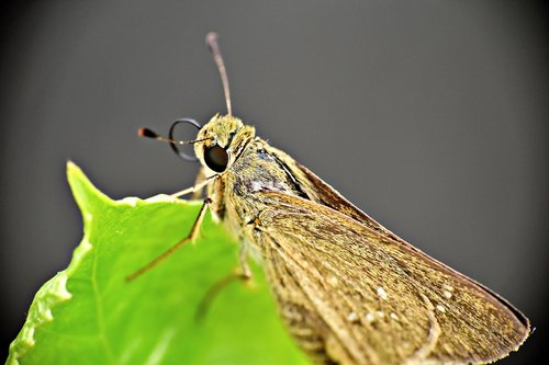 moth  insect  brown
