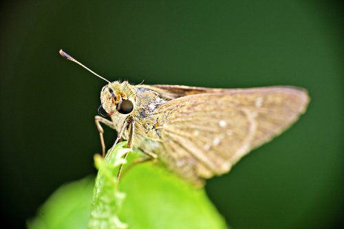 moth  insect  brown