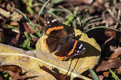 moth  brown  orange