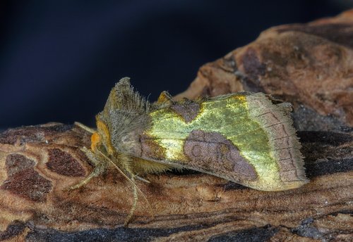 moth  burnished brass  wings