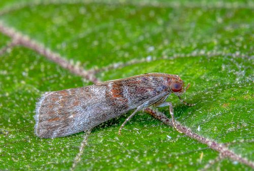 moth  micro  macro