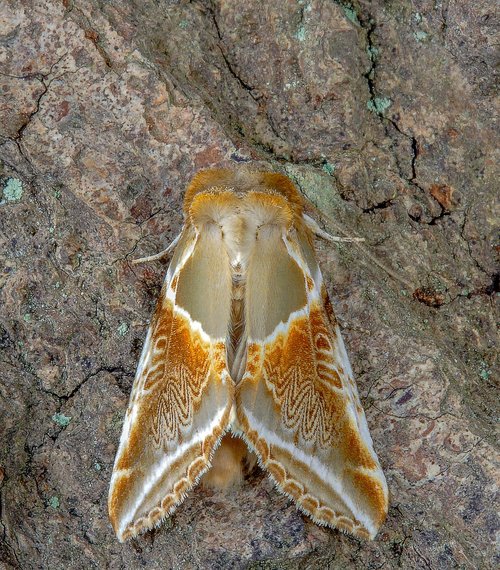 moth  buff-arches  wings