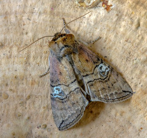 moth  figure-of-eighty  wings