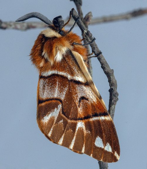moth  kentish-glory  wings