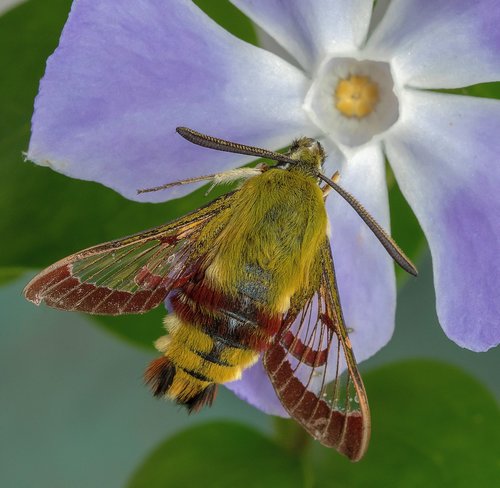 moth  broad-bordered-bee-hawk-moth  wings