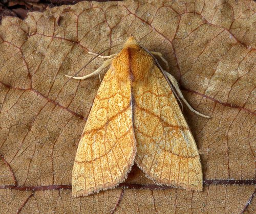 moth  orange-sallow  wings