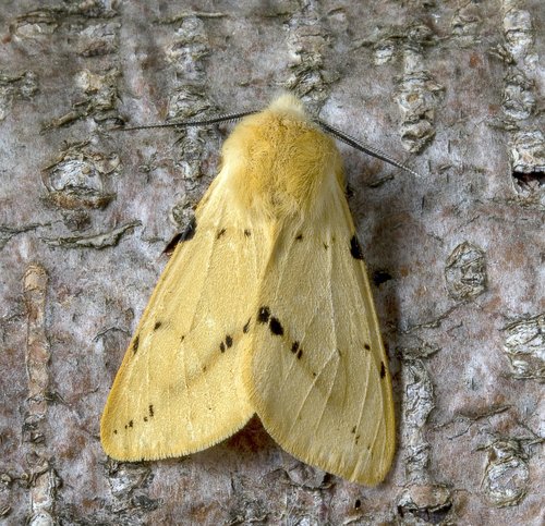 moth  buff-ermine  wings