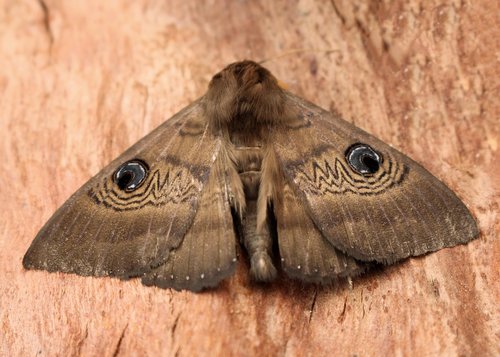 moth  blue eye pattern  camouflage