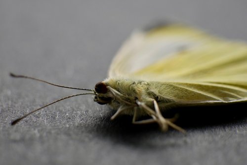 moth  close up  macro