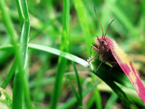 moth pink insect