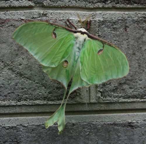 moth green luna