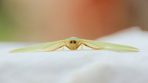 moth green macro