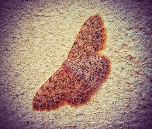 moth wall butterfly