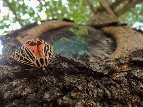 moth tree insect