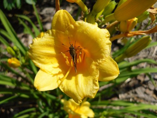 Moth On Flower