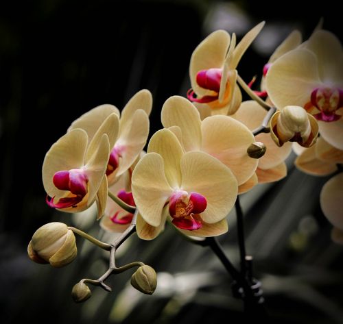 moth orchid phalaenopsis flowers