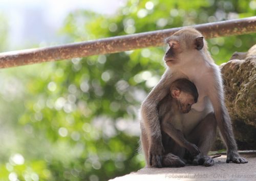 mother children monkeys