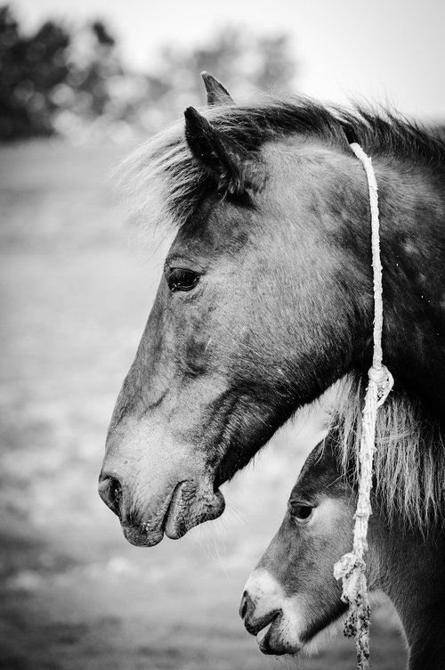 mother  horses  animal