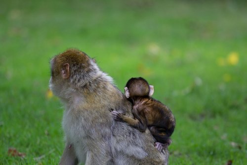 mother  baby  barbary macaque