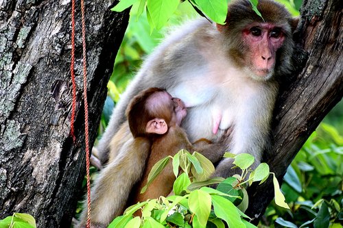 mother  monkey  breastfeeding