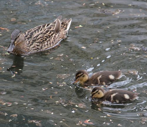 mother and children mallard pond