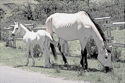 Mother And Foal