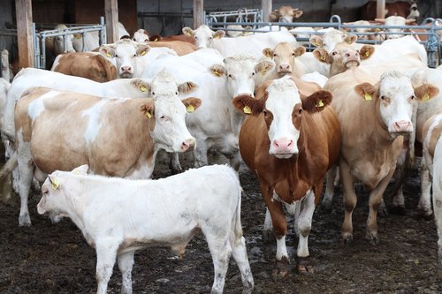 mother cows  calves  free range