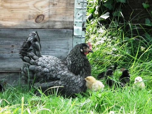 mother hen chicks chicken