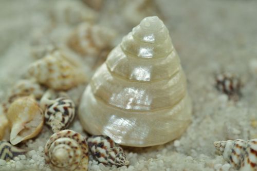 mother of pearl shell snail