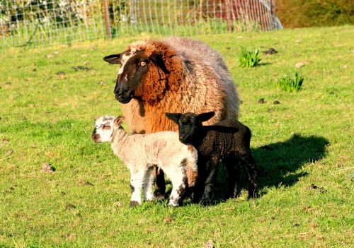 mother sheep lambs black