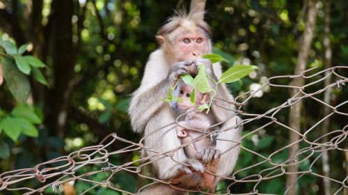 motherhood monkey life animal child