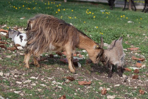 motherly love  mother and child  sweet