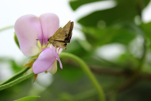 moths butterfly flowers
