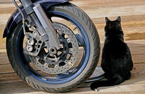 motorcycle wheel cat