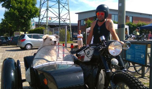 motorcycle sidecar dog in a sidecar harburg harbour festival