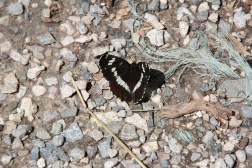 motte butterfly black