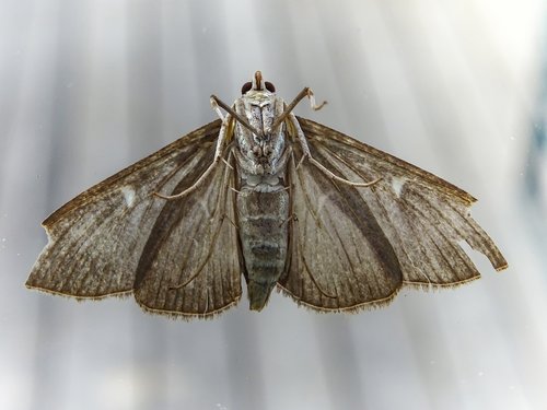 motte  moth  insect