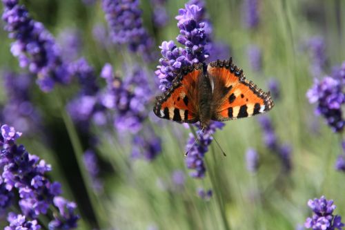 Butterfly On Lavender