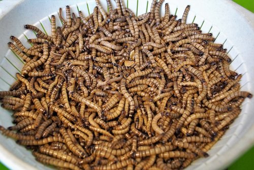 mouční  worms  food