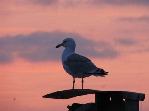 Seagull And Sunset