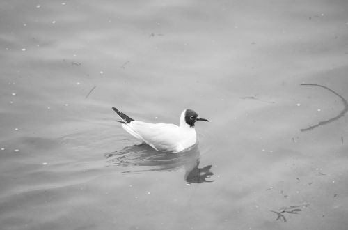 Gull On The Water