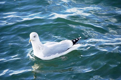 Gull On The Water