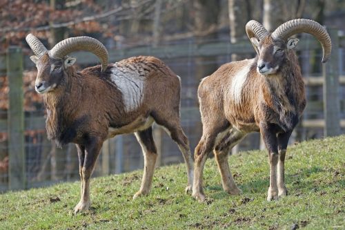 mouflon horned ruminant